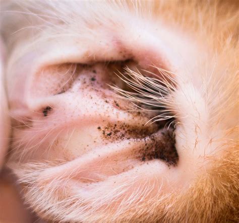 What do ear mites look like - Ear mites are tiny skin parasites that cause intensely itchy ears, a build-up of earwax, and ear infections. Ear mites can affect dogs of any age but are most common in puppies. They can also affect other …